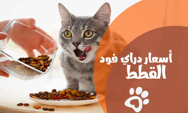 دليل أسعار دراي فود القطط وأفضل الأنواع المتاحة