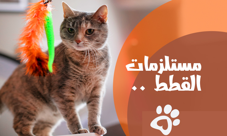 دليل اسعار مستلزمات القطط لعام 2026