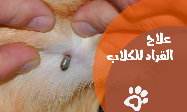 علاج القراد للكلاب