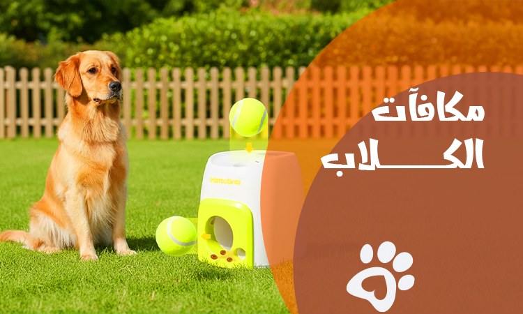 أفضل مكافآت الكلاب 2026 | اختيار صحي وآمن لكل سلالات الكلاب