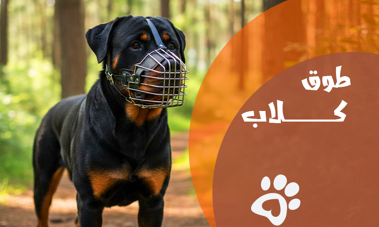 افضل انواع طوق الكلاب 2026 | افضل الاسعار ونصائح الاختيار