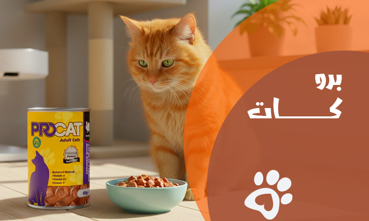 افضل دراي فود برو كات للقطط 2026 | تغذية صحية وسعر مناسب