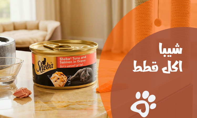 افضل انواع شيبا اكل قطط في مصر 2026 | افضل اختيار لقطتك