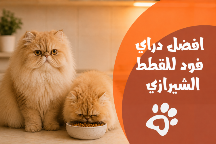 افضل دراي فود للقطط الشيرازي | دليل الأنواع والأسعار في مصر
