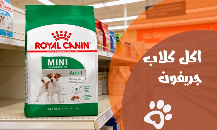 اكل كلاب جريفون | دليلك للتغذية الصحية والأطعمة الممنوعة